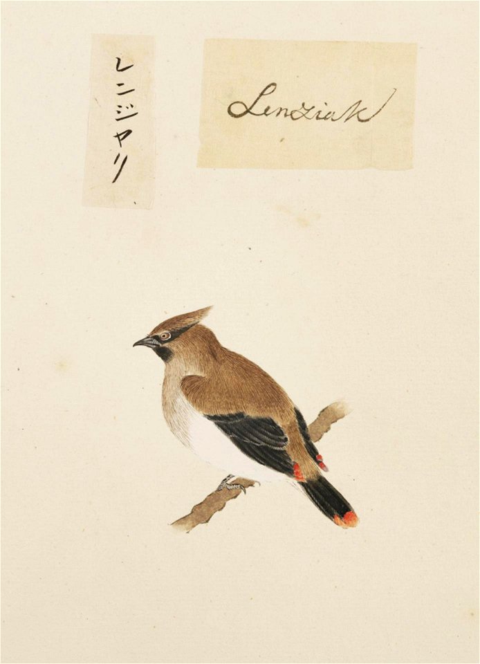 Naturalis Biodiversity Center - RMNH.ART.374 - Bombycilla japonica - Kawahara Keiga - 1823 - 1829 - Siebold Collection - pencil drawing - water colour