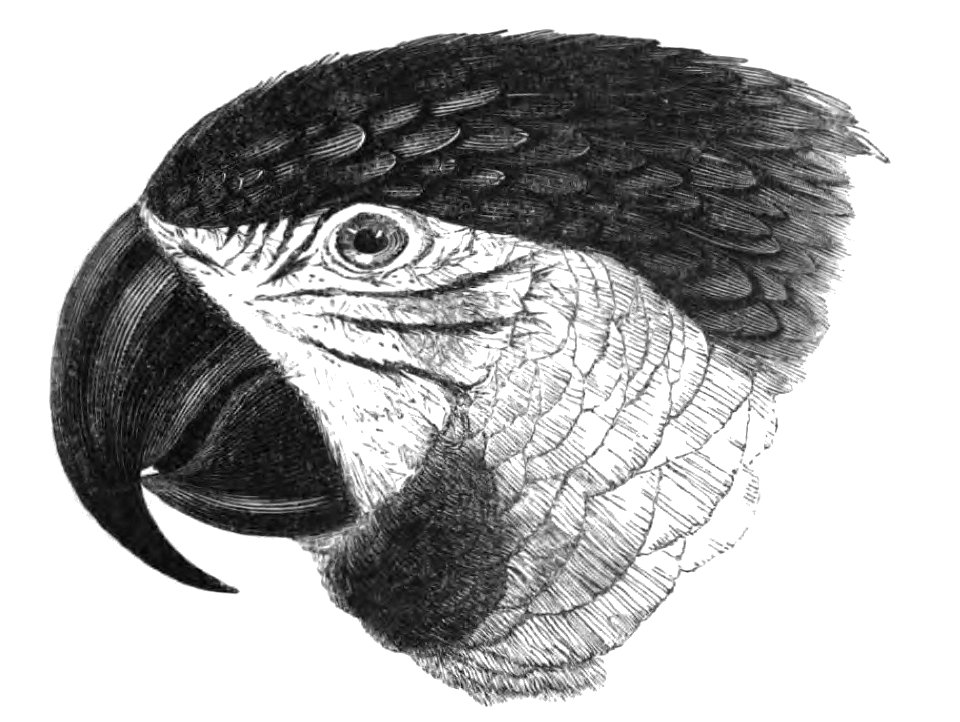 Natural History, Birds - Macaw head