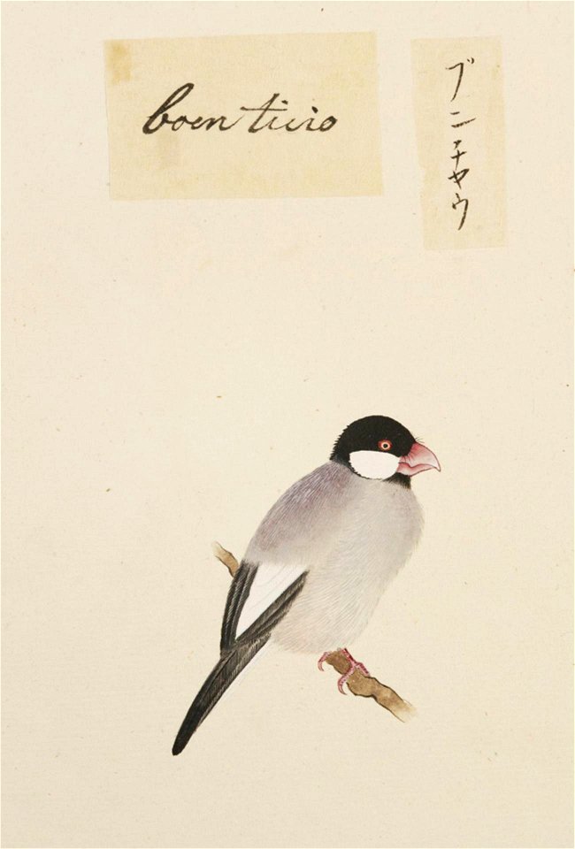 Naturalis Biodiversity Center - RMNH.ART.385 - Lonchura oryzivora - Kawahara Keiga - 1823 - 1829 - Siebold Collection - pencil drawing - water colour