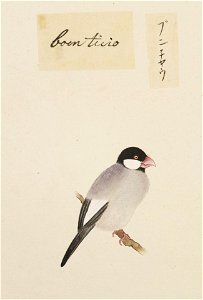 Naturalis Biodiversity Center - RMNH.ART.385 - Lonchura oryzivora - Kawahara Keiga - 1823 - 1829 - Siebold Collection - pencil drawing - water colour
