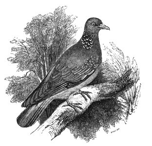 Natural History, Birds - Wood-pigeon