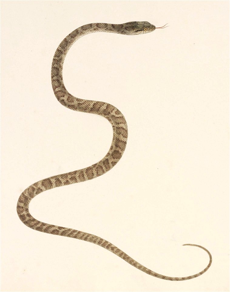Naturalis Biodiversity Center - RMNH.ART.111 - Elaphe climacophora - Kawahara Keiga - 1823 - 1829 - Siebold Collection - pencil drawing - water colour