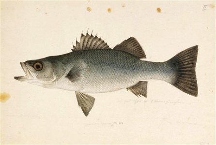 Naturalis Biodiversity Center - RMNH.ART.186 - Lateolabrax japonicus (Cuvier) - Kawahara Keiga - 1823 - 1829 - Siebold Collection - pencil drawing - water colour
