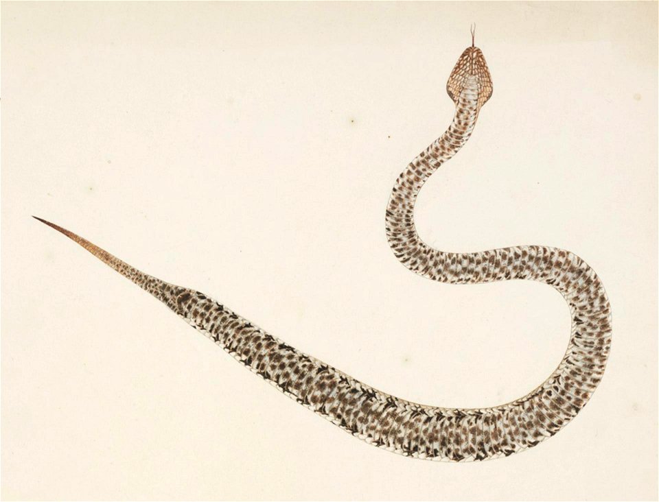 Naturalis Biodiversity Center - RMNH.ART.106 - Gloydius blomhoffii - Kawahara Keiga - 1823 - 1829 - Siebold Collection - pencil drawing - water colour