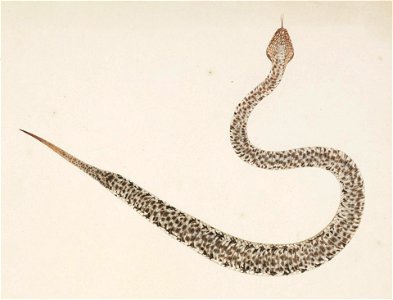 Naturalis Biodiversity Center - RMNH.ART.106 - Gloydius blomhoffii - Kawahara Keiga - 1823 - 1829 - Siebold Collection - pencil drawing - water colour