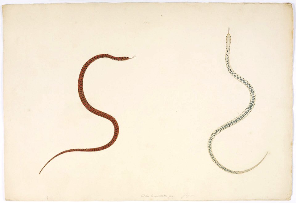 Naturalis Biodiversity Center - RMNH.ART.127 - Elaphe conspicillata - Kawahara Keiga - 1823 - 1829 - Siebold Collection - pencil drawing - water colour