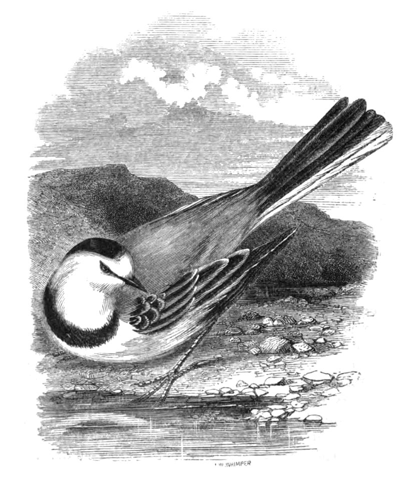 Natural History, Birds - Wagtail