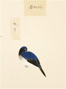 Naturalis Biodiversity Center - RMNH.ART.413 - Cyanoptila cyanomelana - Kawahara Keiga - 1823 - 1829 - Siebold Collection - pencil drawing - water colour. Free illustration for personal and commercial use.