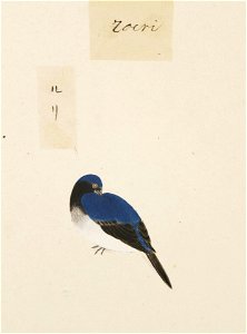 Naturalis Biodiversity Center - RMNH.ART.413 - Cyanoptila cyanomelana - Kawahara Keiga - 1823 - 1829 - Siebold Collection - pencil drawing - water colour