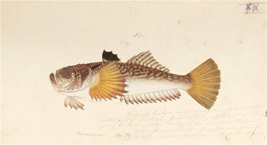 Naturalis Biodiversity Center - RMNH.ART.2 - Uranoscopus japonicus Houttuyn - Kawahara Keiga - 1823 - 1829 - Siebold Collection - pencil drawing - water colour. Free illustration for personal and commercial use.