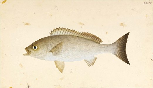 Naturalis Biodiversity Center - RMNH.ART.352 - Parapristipoma trilineatum - Kawahara Keiga - 1823 - 1829 - Siebold Collection - pencil drawing - water colour
