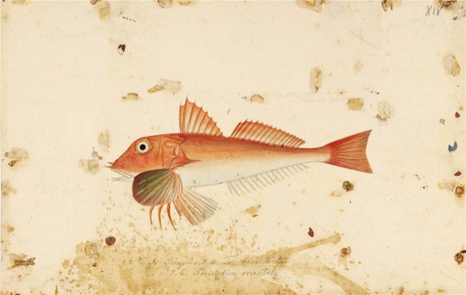 Naturalis Biodiversity Center - RMNH.ART.206 - Lepidotrigla alata (Houttuyn) - Kawahara Keiga - 1823 - 1829 - Siebold Collection - pencil drawing - water colour