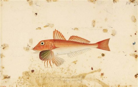 Naturalis Biodiversity Center - RMNH.ART.206 - Lepidotrigla alata (Houttuyn) - Kawahara Keiga - 1823 - 1829 - Siebold Collection - pencil drawing - water colour