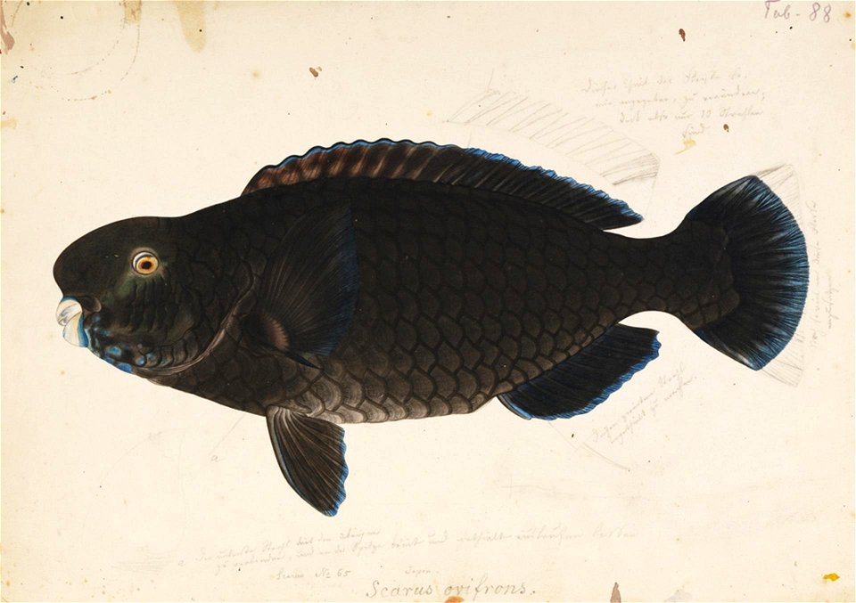 Naturalis Biodiversity Center - RMNH.ART.36 - Scarus ovifrons Temminck and Schlegel - Kawahara Keiga - 1823 - 1829 - Siebold Collection - pencil drawing - water colour
