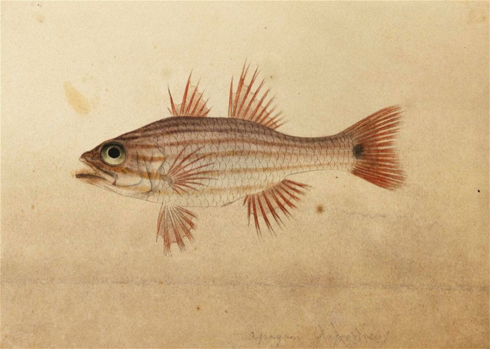 Naturalis Biodiversity Center - RMNH.ART.213 - Apogon endekataenia Bleeker - Kawahara Keiga - 1823 - 1829 - Siebold Collection - pencil drawing - water colour