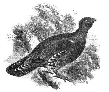 Natural History, Birds - Capercailzie