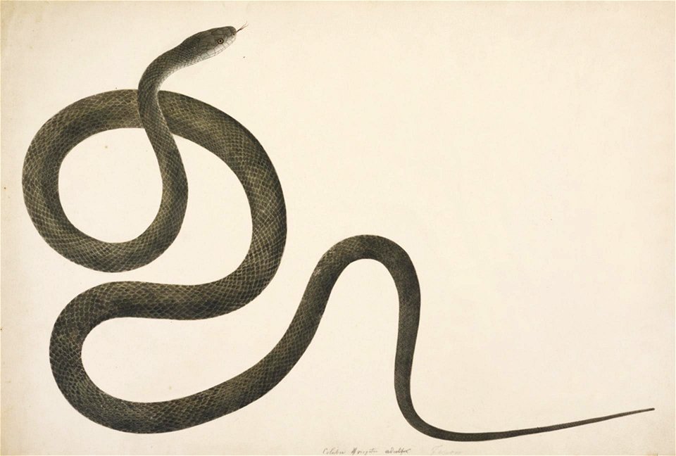 Naturalis Biodiversity Center - RMNH.ART.108 - Elaphe climacophora - Kawahara Keiga - 1823 - 1829 - Siebold Collection - pencil drawing - water colour