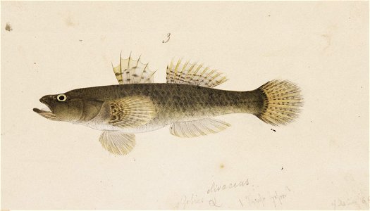 Naturalis Biodiversity Center - RMNH.ART.224 - Glossogobius olivaceus (Temminck and Schlegel) - Kawahara Keiga - 1823 - 1829 - Siebold Collection - pencil drawing - water colour