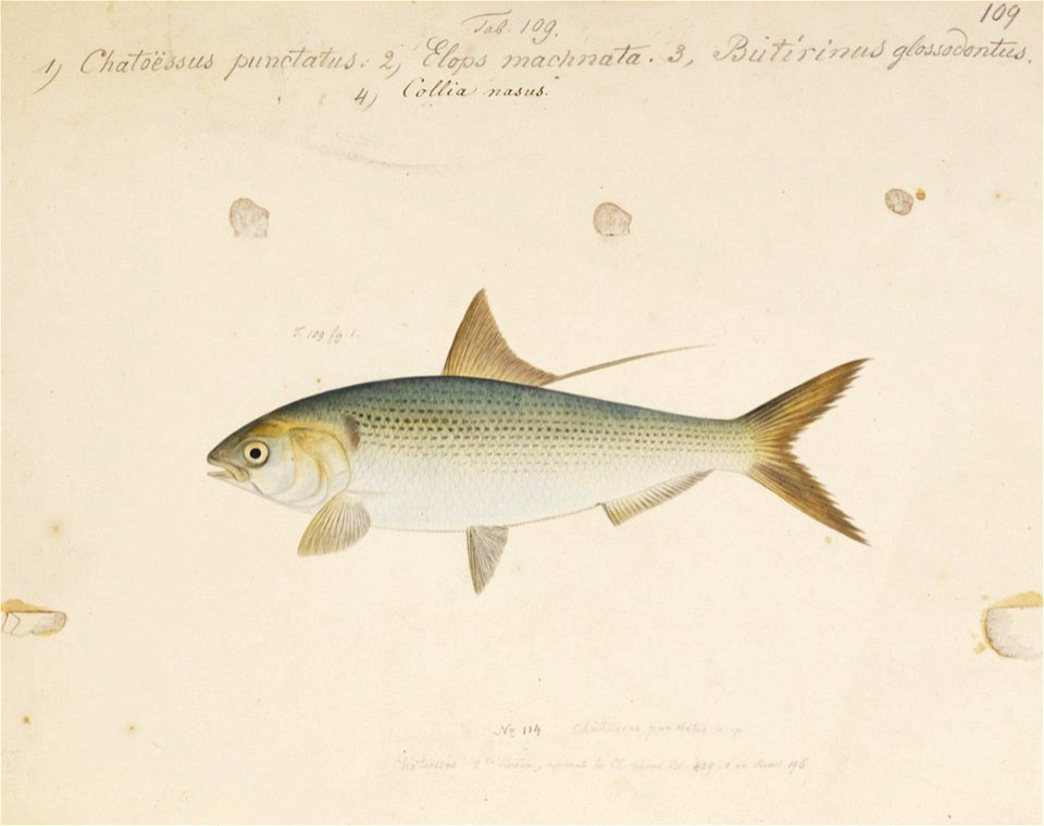 Naturalis Biodiversity Center - RMNH.ART.149 - Konosirus punctatus (Temminck and Schlegel) - Kawahara Keiga - 1823 - 1829 - Siebold Collection - pencil drawing - water colour
