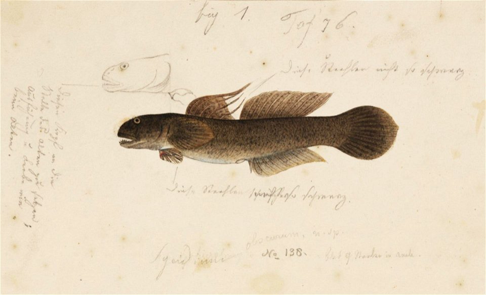 Naturalis Biodiversity Center - RMNH.ART.231 - Tridentiger obscurus (Temminck and Schlegel) - Kawahara Keiga - 1823 - 1829 - Siebold Collection - pencil drawing - water colour