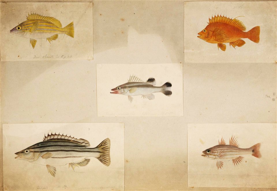 Naturalis Biodiversity Center - RMNH.ART.211-Rhynchopelates oxyrhynchus-Apogon endekataenia-Niphon spinosus-Lutjanus kasmira-Cirrhitichthys aureus-Kawahara Keiga-1823-1829-Siebold Collection-pencil drawing-water colour