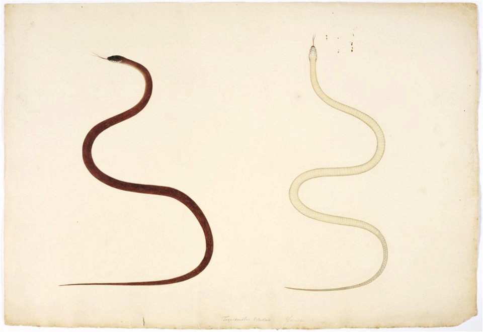 Naturalis Biodiversity Center - RMNH.ART.130 - Amphiesma vibakari - Kawahara Keiga - 1823 - 1829 - Siebold Collection - pencil drawing - water colour