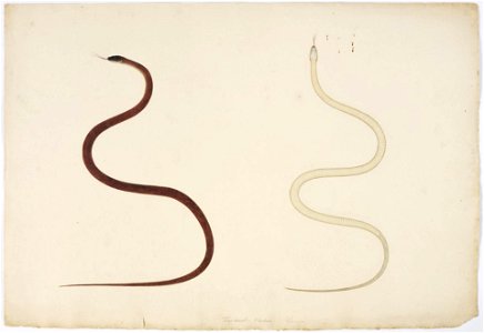 Naturalis Biodiversity Center - RMNH.ART.130 - Amphiesma vibakari - Kawahara Keiga - 1823 - 1829 - Siebold Collection - pencil drawing - water colour