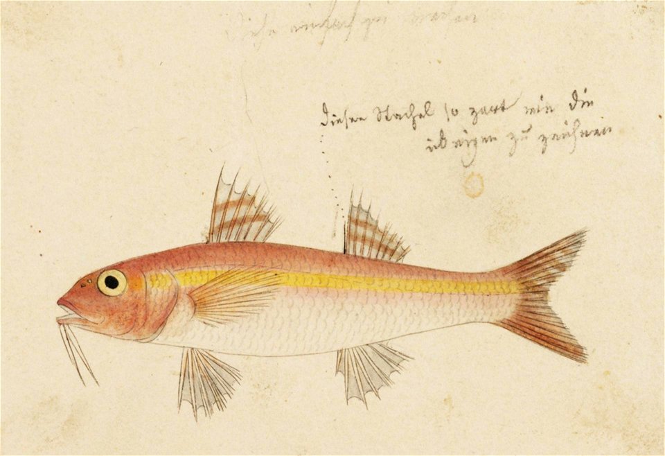 Naturalis Biodiversity Center - RMNH.ART.219 - Upeneus bensasi (Temminck and Schlegel) - Kawahara Keiga - 1823 - 1829 - Siebold Collection - pencil drawing - water colour