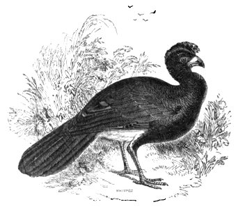 Natural History, Birds - Curassow
