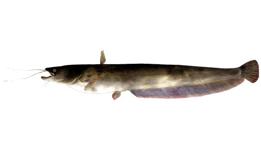Naturalis Biodiversity Center - RMNH.ART.134 - Silurus asotus (Linnaeus) - Kawahara Keiga - 1823 - 1829 - Siebold Collection - pencil drawing - water colour 2