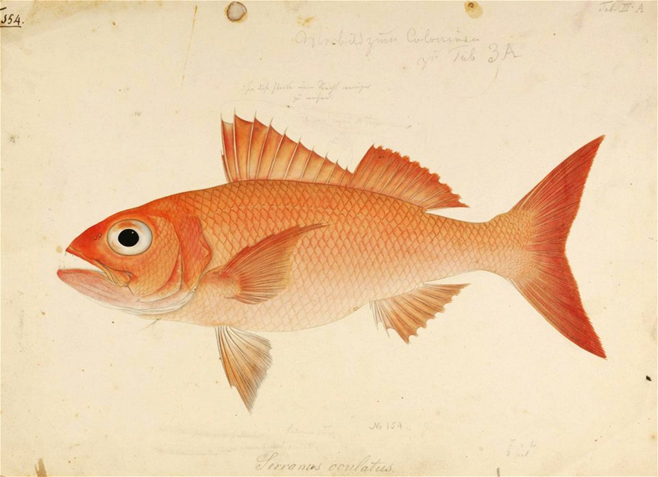 Naturalis Biodiversity Center - RMNH.ART.396 - Etelis carbunculus Cuvier - Kawahara Keiga - 1823 - 1829 - Siebold Collection - pencil drawing - water colour