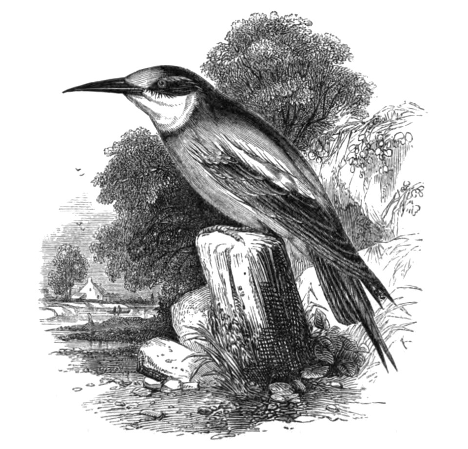 Natural History, Birds - Bee-eater