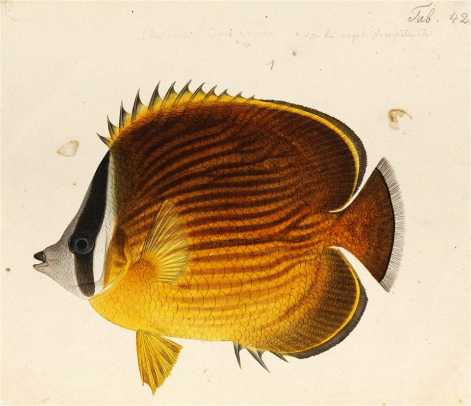 Naturalis Biodiversity Center - RMNH.ART.489 - Chaetodon collare Bloch Bloch - Kawahara Keiga - 1823 - 1829 - Siebold Collection - pencil drawing - water colour