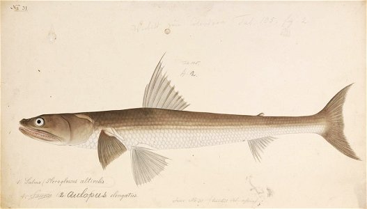 Naturalis Biodiversity Center - RMNH.ART.263 - Trachinocephalus myops (Bloch and Schneider) - Kawahara Keiga - 1823 - 1829 - Siebold Collection - pencil drawing - water colour