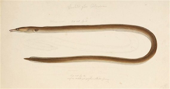 Naturalis Biodiversity Center - RMNH.ART.161 - Ophisurus macrohynchus Bleeker - Kawahara Keiga - 1823 - 1829 - Siebold Collection - pencil drawing - water colour