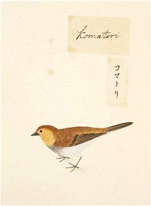 Naturalis Biodiversity Center - RMNH.ART.424 - Erithacus akahige - Kawahara Keiga - 1823 - 1829 - Siebold Collection - pencil drawing - water colour