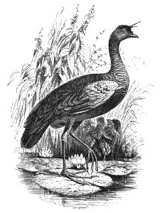 Natural History, Birds - Horned Screamer