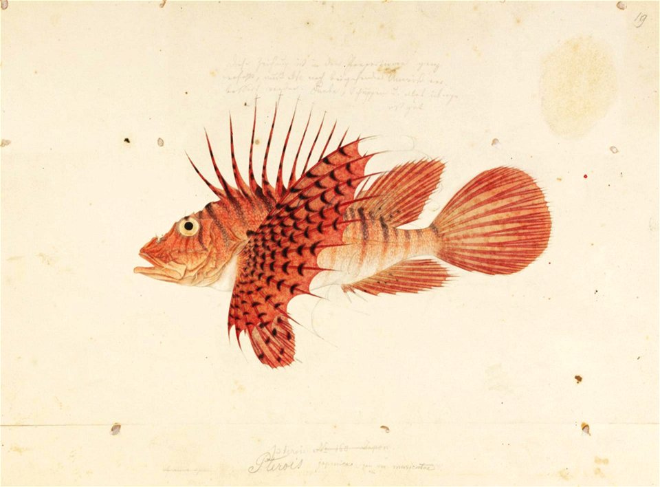 Naturalis Biodiversity Center - RMNH.ART.281 - Pterois lunulata Temminck and Schlegel - Kawahara Keiga - 1823 - 1829 - Siebold Collection - pencil drawing - water colour