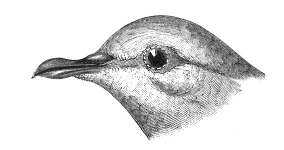 Natural History, Birds - Pigeon head