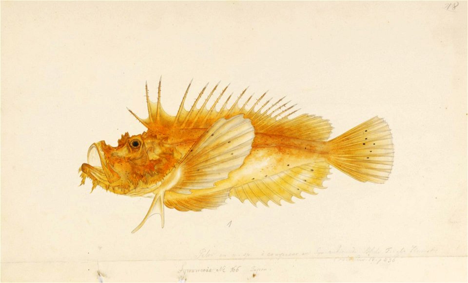 Naturalis Biodiversity Center - RMNH.ART.261 - Inimicus japonicus (Cuvier) - Kawahara Keiga - 1823 - 1829 - Siebold Collection - pencil drawing - water colour