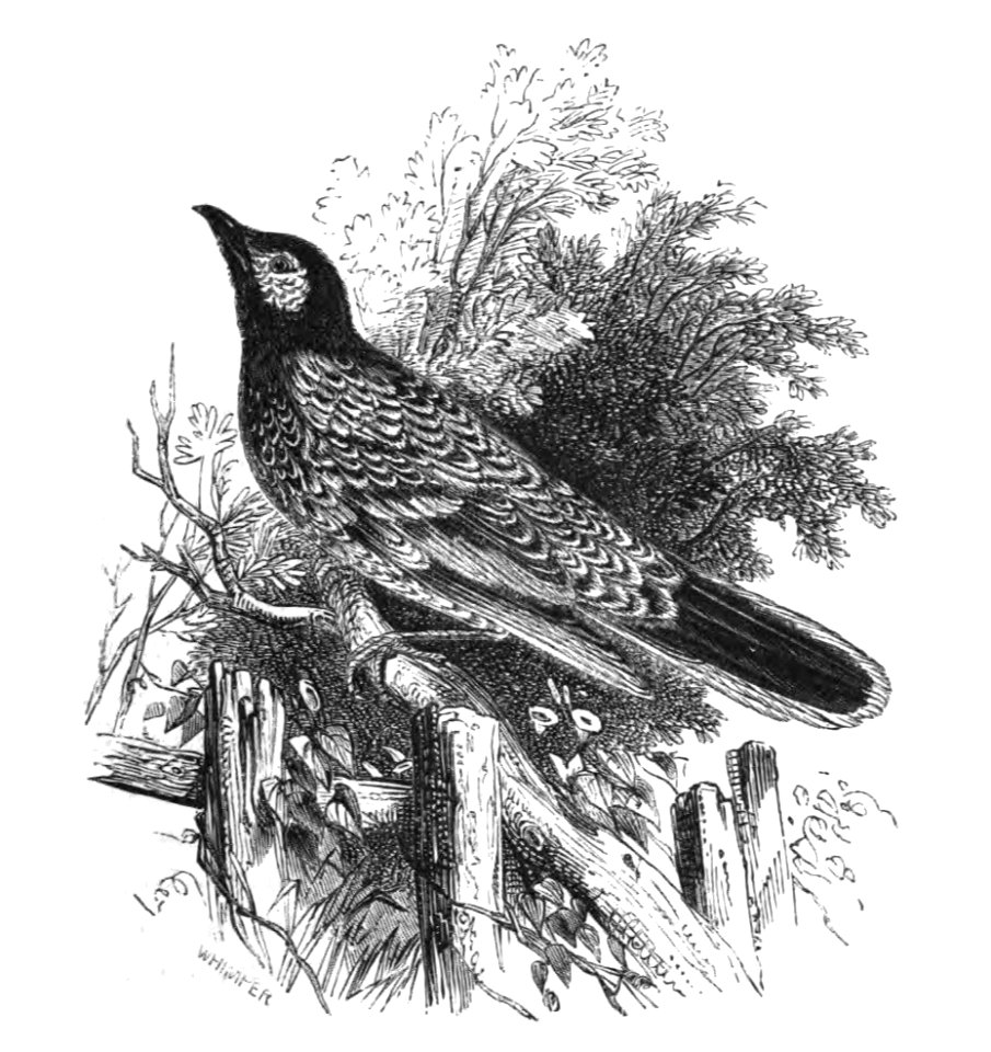 Natural History, Birds - Honey-eater