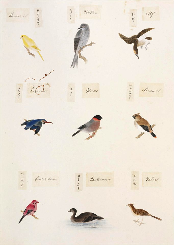 Naturalis Biodiversity Center - RMNH.ART.296-Serinus canaria-Pyrrhula pyrrhula-Bombycilla japonica-Alauda arvensis-Tachybaptus ruficollis-Amandava amandava-Kawahara Keiga-1823-1829-Siebold Collection-pencil drawing-water colour