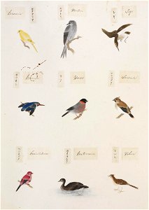 Naturalis Biodiversity Center - RMNH.ART.296-Serinus canaria-Pyrrhula pyrrhula-Bombycilla japonica-Alauda arvensis-Tachybaptus ruficollis-Amandava amandava-Kawahara Keiga-1823-1829-Siebold Collection-pencil drawing-water colour