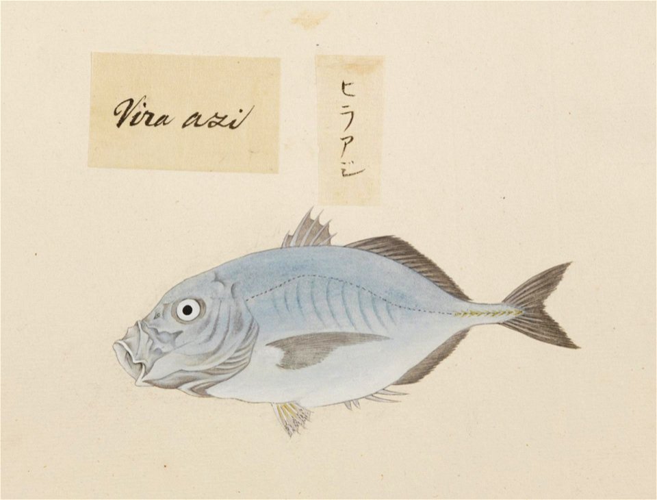 Naturalis Biodiversity Center - RMNH.ART.524 - A species of Alectis - Kawahara Keiga - 1823 - 1829 - Siebold Collection - pencil drawing - water colour