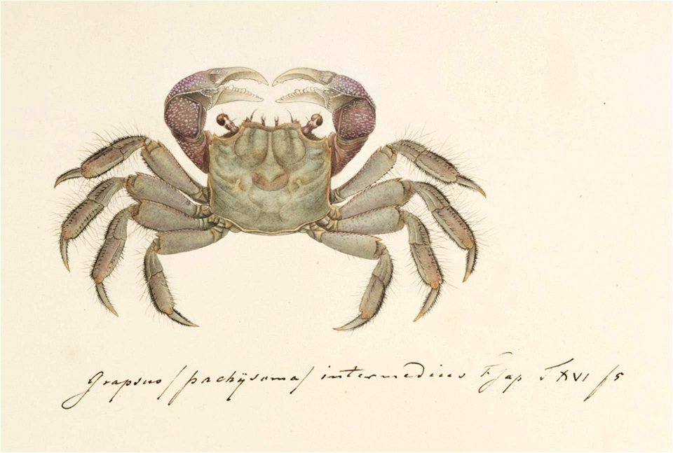 Naturalis Biodiversity Center - RMNH.ART.19 - Sesarma intermedia - Kawahara Keiga - 1823 - 1829 - Siebold Collection - pencil drawing - water colour
