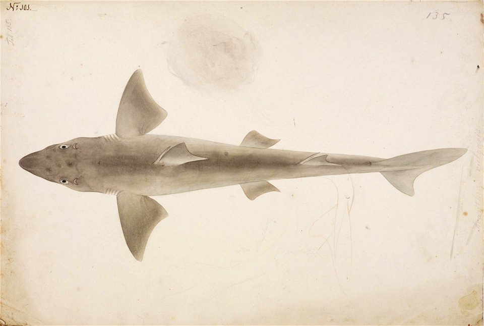 Naturalis Biodiversity Center - RMNH.ART.46 - Squalus fernandinus Molina - Kawahara Keiga - 1823 - 1829 - Siebold Collection - pencil drawing - water colour