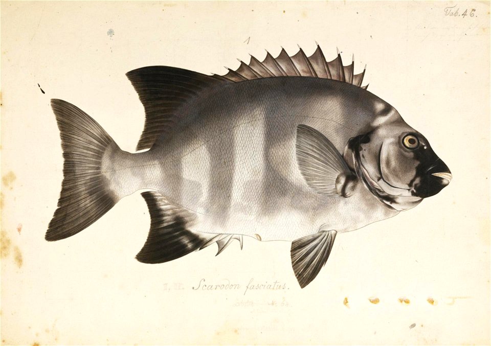 Naturalis Biodiversity Center - RMNH.ART.532 - Oplegnathus fasciatus (Temminck and Schlegel) - Kawahara Keiga - 1823 - 1829 - Siebold Collection - pencil drawing - water colour