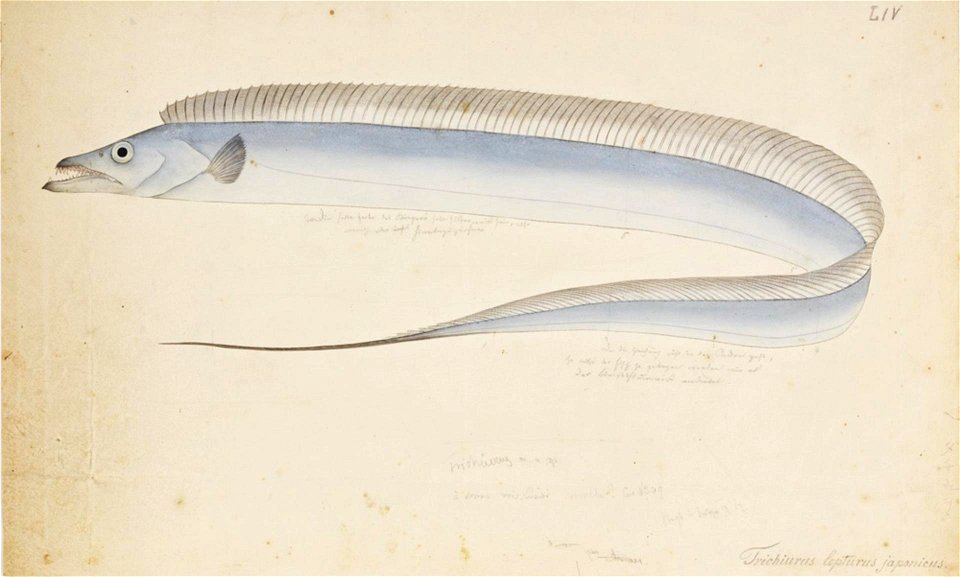 Naturalis Biodiversity Center - RMNH.ART.193 - Trichiurus lepturus Linnaeus - Kawahara Keiga - 1823 - 1829 - Siebold Collection - pencil drawing - water colour