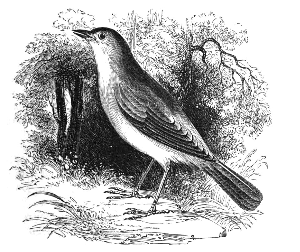 Natural History, Birds - Nightingale