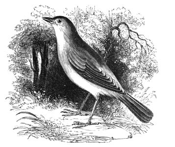Natural History, Birds - Nightingale